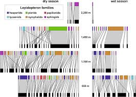 Image result for Distephanus biafrae