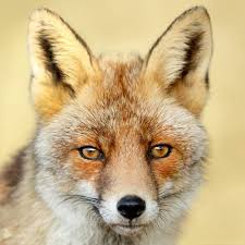 In 1920 there were 5 raposo families living in massachusetts. The Fox Raposo 1 0 Radio Edit By Trebor Asoll Music
