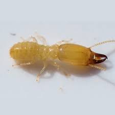 The basic preventive maintenance schedule includes. Pest Termite Inspections Inspect My Home