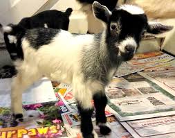 Black And White Goat Wallpaper Black And White Baby Goat Evelyn S Joy Goatfarm Baby Goats Cute Creatures Black And White Baby