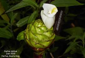 Image result for Costus dubius