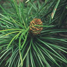 Image result for Aspilia pluriseta