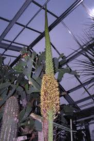 Im wonnemonat mai durchstreifte ich den botanischen garten im park schönfeld, der bei der bevölkerung immer beliebter wird als kleines ausflugsziel mitten. Bluhende Agaven Im Botanischen Garten Der Universitat Greifswald Universitat Greifswald