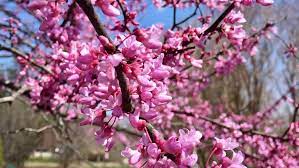 White, red, pink, and many shades of purple. Guide To Identifying Spring Flowers In Middle Tennessee Wztv