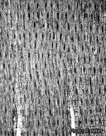 Image result for Dalbergia nitidula