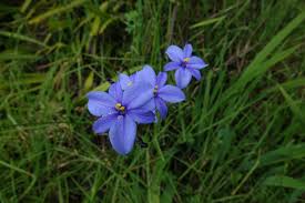 Image result for Aristea ecklonii