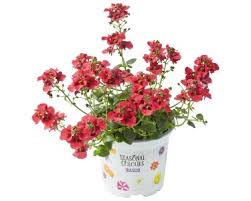 Image result for ostruhatka