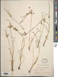 Image result for Ascolepis capensis