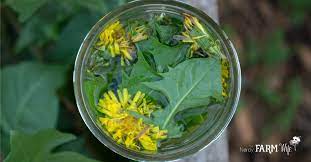Dandelion benefits are numerous and surprising. 12 Things To Make With Dandelion Flowers