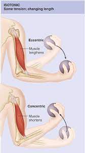 Human Anatomy And Physiology Basic Anatomy And Physiology Physical Therapy Student