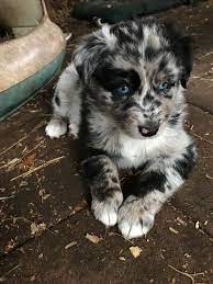 Australian Shepherd Puppy For Sale In Saint Johns Fl Adn 60208 On Puppyfinder Com Gender Male Age 6 Weeks Old Cute Baby Animals Puppies Funny Animals