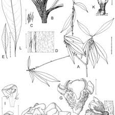 Image result for Crepidorhopalon namuliensis