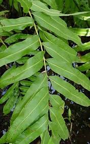 Image result for Acrostichum