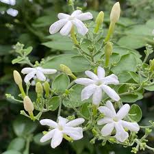 Image result for Jasminum meyeri-johannis