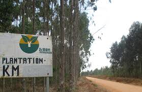 The new study does not explore what types of trees could be used alongside these plants. Tanzania Community Resistance Against Monoculture Tree Plantations Wrm In English
