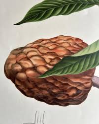 Image result for Annona reticulata