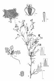 Image result for Parthenium hysterophorus