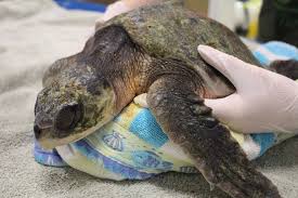 Nonprofit Sea Turtle Recovery Has 18 Patients At Turtle Back Zoo Tapinto