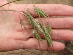 Image result for Bromus
