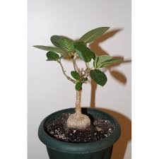 Image result for Ficus glumosa