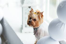 Check spelling or type a new query. Yorkshire Terrier At Home New Year With Christmas Decoration As Background Stock Photo Picture And Royalty Free Image Image 92760855