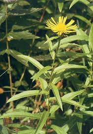 Image result for Inula mannii