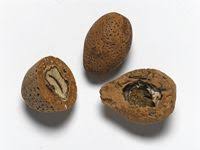 Image result for Schinziophyton rautanenii