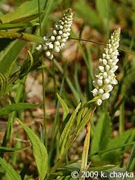 Image result for Polygala senensis