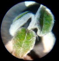 Image result for Plecostachys serpyllifolia