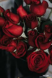 صور للكتابة عليها صور جميلة للكتابة عليها صباح الورد. Ø®Ù„ÙÙŠØ§Øª ÙˆØ±ÙˆØ¯ 2021 Ø¬Ù…ÙŠÙ„Ø© Ø­Ù…Ù„Ù‡Ø§ Ø§Ù„Ø§Ù† Ùˆ ØµÙˆØ± Ø®Ù„ÙÙŠØ§Øª ÙˆØ±Ø¯ Ø·Ø¨ÙŠØ¹ÙŠ Ù…Ø¬Ø§Ù†ÙŠ