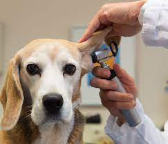 For over 100 years, claremont veterinary hospital has provided compassionate veterinary care for cats and dogs in our community. Pet Ear Infections Veterinary Care Oakland Park Animal Hospital Oakland Park Animal Hospital Veterinarians