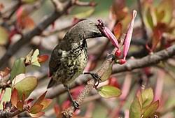 Image result for Tapinanthus forbesii