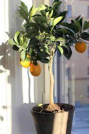 The Truth About Indoor Citrus Trees Hint They Belong Outdoors Remodelista Indoor Lemon Tree Citrus Trees Citrus Plant