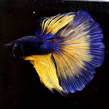 Live Betta Fish Sweden Mustard Dc23 Male From Thailand Betta Fish Betta Siamese Fighting Fish