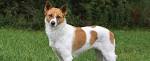 Canaan Dogs | Canaan Dog Breed Info & Pictures | PetMD