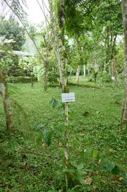 Image result for Erythrococca kirkii