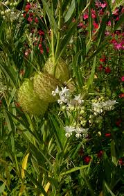 Image result for Gomphocarpus semilunatus