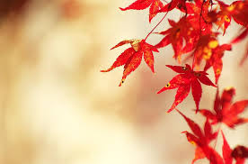 紅葉 もみじ 秋 森の中 樹木園 木材 赤 カエデの葉 風景 山 カラフル Pikist
