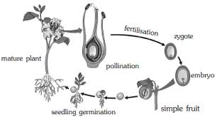 We did not find results for: Draw A Neat And Labelled Diagram Of Life Cycle Of Flowering Plant Sarthaks Econnect Largest Online Education Community