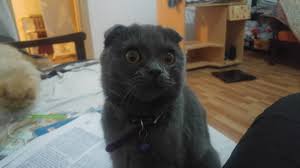 Satilik Scottish Fold Canakkale Satilik Kedi Yavrulari