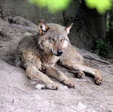 Mongolian Wolf Wolf Poses Wolf Love Wolf World