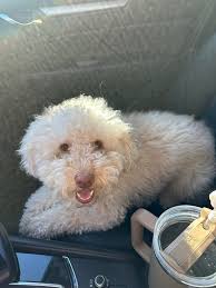 Lost Dogs in Newberry Hills