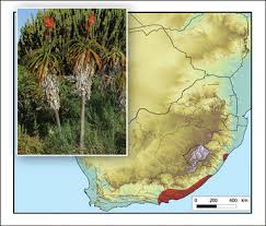 Image result for Afrothismia zambesiaca