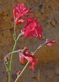 Image result for Alinula sp.