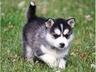 Heart of Texas Alaskan Klee Kai