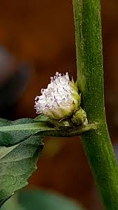 Image result for Struchium