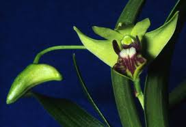 Image result for Bulbophyllum unifoliatum