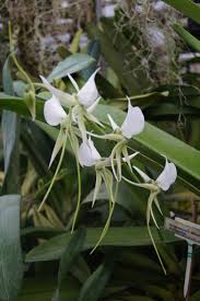Image result for Aerangis splendida