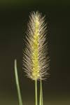 Image result for Urochloa oligobrachiata
