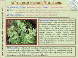 Image result for Micrococca mercurialis